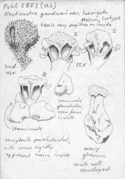 Vorschaubild Nectandra gardneri var. laevigata Meisn.